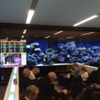 Wandering frogs meet fake fish.