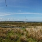 The frogs wandered to the top of a hill.