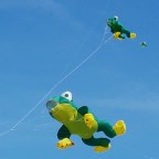 Not all frogs wander.  Some are lucky enough to fly