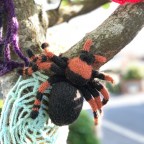 The New Forest that looks quite old