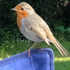 Come dine with the Frogs