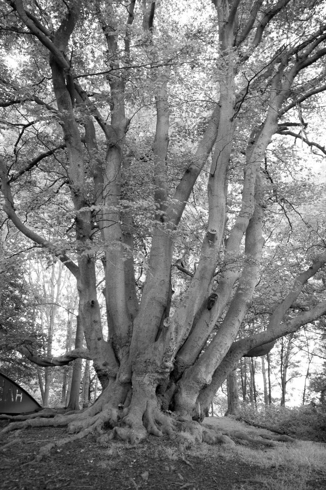 wanderingfrogs (11 of 14)