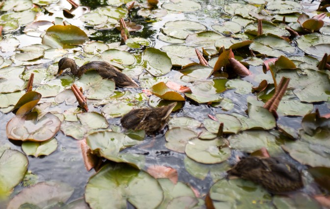 wanderingfrogs (9 of 14)